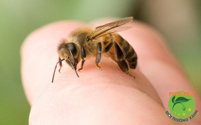 9 cách trị ong đốt hiệu quả không cần đến thuốc - Tuyệt chiêu mới nhất