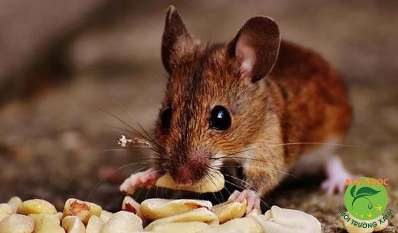Băng phiến có hiệu quả trong việc đuổi chuột không? Làm thế nào để sử dụng băng phiến để đuổi chuột?

