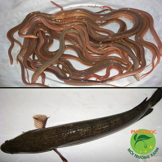 Sử dụng lươn hoặc cá lóc để thông cống nghẹt